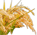Portable Grain Dryer for Corn Wheat Rice  Automatic Grain Drying Machine with Hot Air Circulation Energy Saving Design
